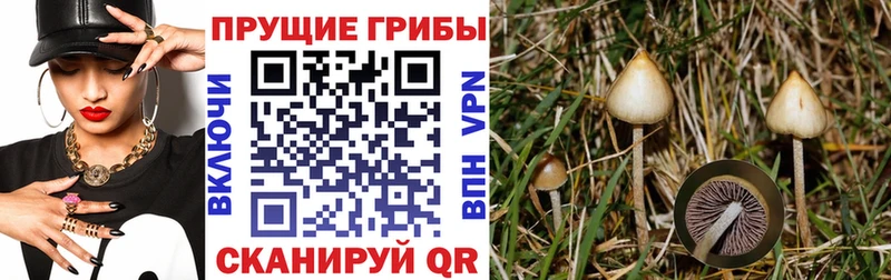 Галлюциногенные грибы Cubensis  маркетплейс клад  Барабинск  как найти наркотики 